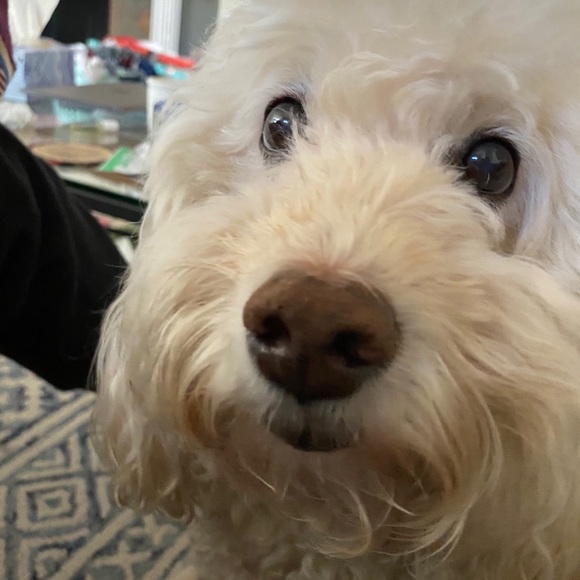 Meet your Posher, Cici - Picture 2 of 4